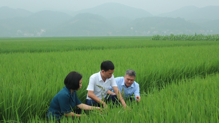 Ngon tô thứ 3 mự 23 bườn 4 pì 2024 – Po hay me na tỉnh Yền Bái khâng lăm le, chự phong bổng manh hẳư cò khảu na mua xuần