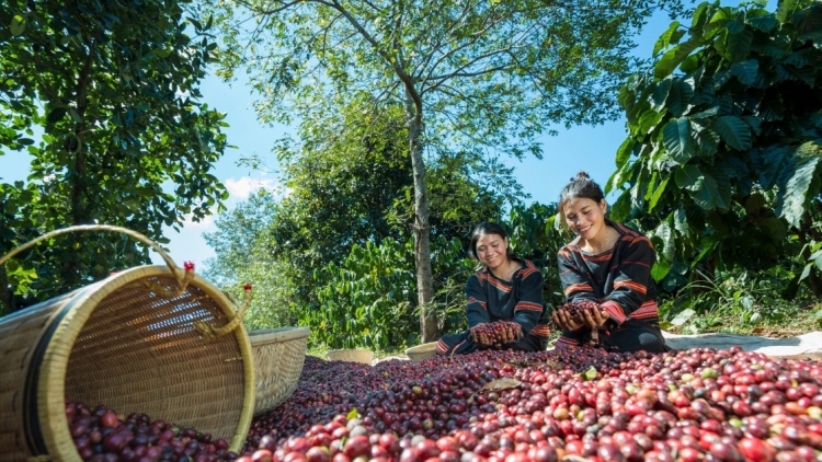 YAOM CÀ PHÊ TAGOK GLAONG, DOANH NGHIỆP PABLEI TABIAK NEGAR LANGIU GAOK CUANG KANDAH