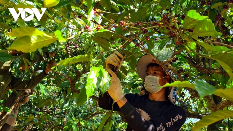 Gia Lai lơh geh 40% broă rơndap lơh tac phan hờ lơgar ndai bơh nam dê mìng tàm quý 1