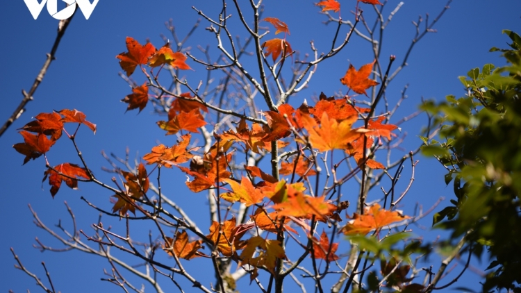 CHƯƠNG TRÌNH KHAY HENG TÀY- NÙNG  (Chủ Nhật – Vằn 7/4/2024)