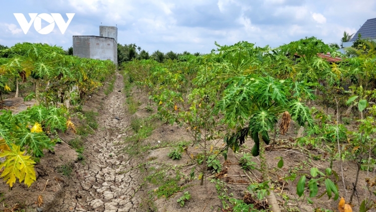 កសិករនៅខេត្ត Tiền Giang ប្រយុទ្ធប្រឆាំងជាមួយគ្រោះរាំងស្ងួត និងទឹកប្រៃលុកលុយ។