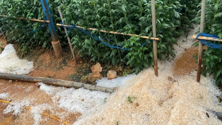 Adiê hjan pliêr ti ƀuôn prŏng Đà Lạt, čar Lâm Đồng 