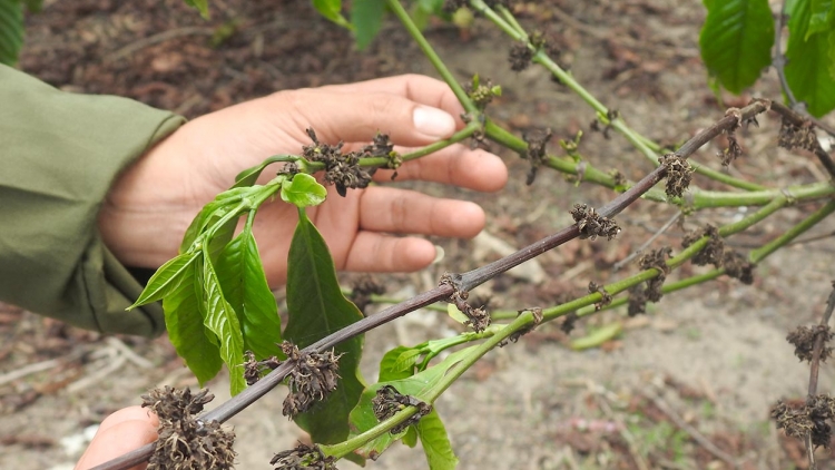 Chât  ha kơphế a tơring Đăk Hà, Kon Tum on chếo hlá, răng tơkâ xua kong tô 