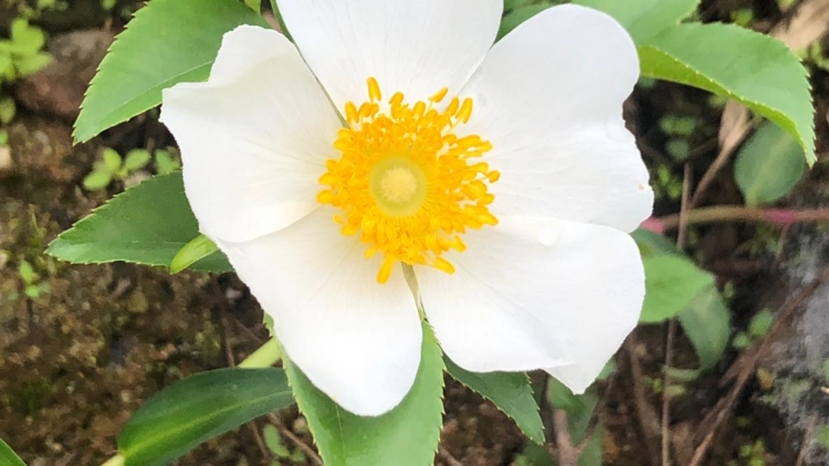 CHƯƠNG TRÌNH KHAY HENG TÀY- NÙNG  (Thứ Tư- Vằn 29/05/2024)