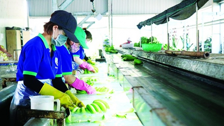 Đak Lăk tơbang dôm hơnăn tơdrong jang đei hơvơn asong jang 