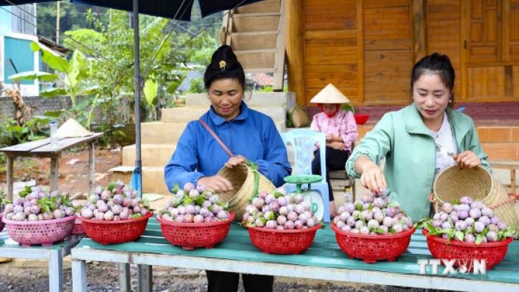 Mùa thu hoạch mận ở Nà Tấu