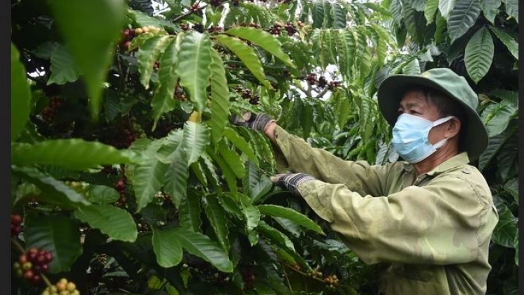 Troăng ki lâi ăm tơmeăm pêi lo ing chiâk deăng Kơpong Tây Nguyên châ tê troh kơchơ kong têa ê