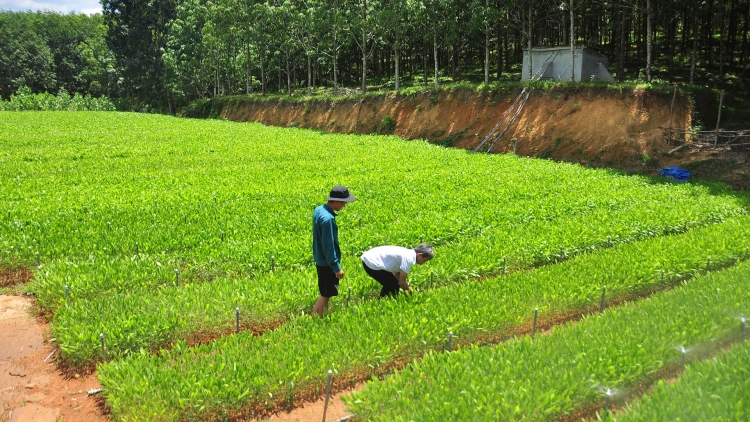 QUẢNG NAM CHOH T’MÊÊ 2.700 HÉC TA CRÂNG COH 4 C’XÊÊ TR’NƠỚP C’MOO