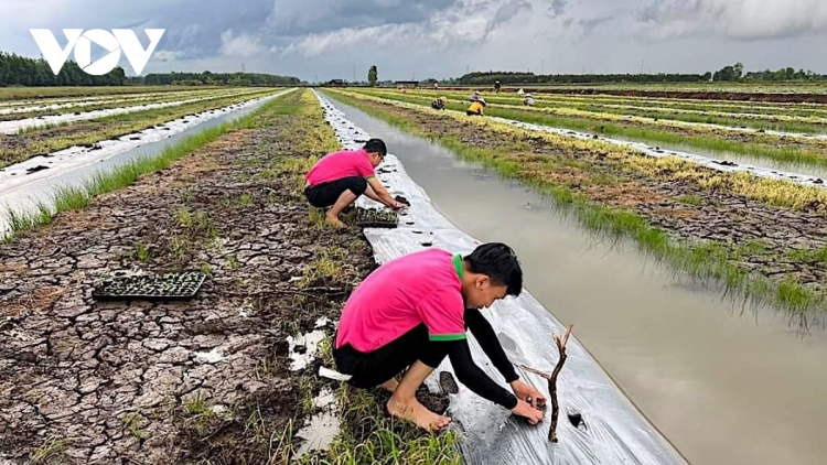 ខេត្ត Tiền Giang ផលិតកសិកម្មរួចផុតពីគ្រោះរាំងស្ងួត ទឹកប្រៃលុកលុយ ប្រជាកសិករប្រញាប់បញ្ចុះពូជស្រូវរដូវដើមឆ្នាំ។