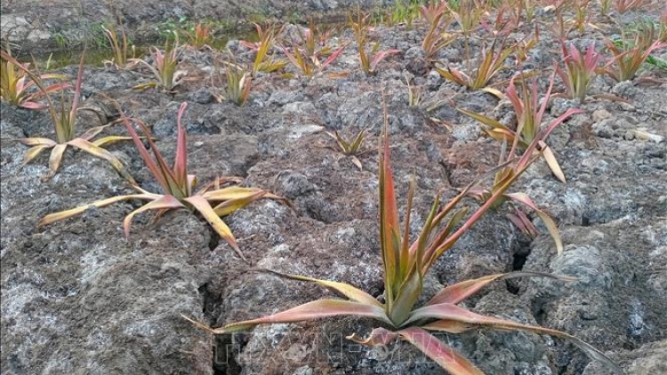 KHAT LAHIK KAYUA NYOM IA MBAK DI BHUM TANERAN KRAONG CUU LONG 