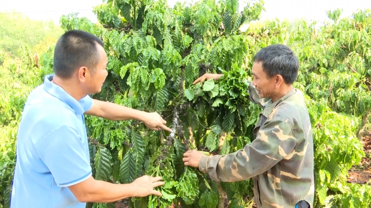 Rơbâu hecta cheh phe tơ̆ Gia Lai đei yă de phă