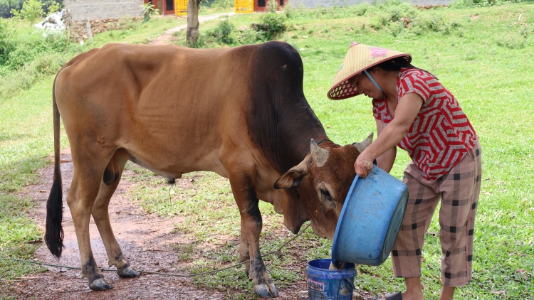 Trao sinh kế phù hợp để giảm nghèo bền vững