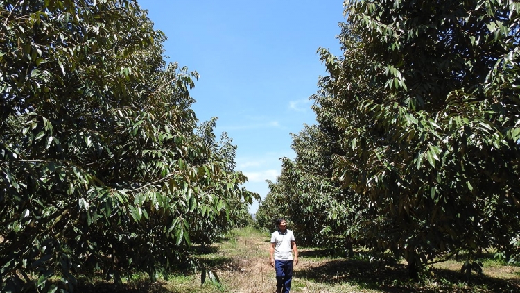 Mơnuih ƀôn sang Kon Tum ăt gir run bong glăi adai pơ-iă bơyan phang pơgang glai klô hŭi apui ƀong 