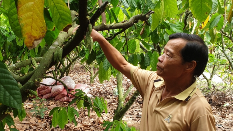 Ca cao Dak Lak châ trâm “roh ki tơ’lêi” vâ vêh mơnhông