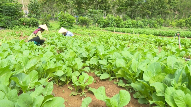 Kuăn pơlê pêi chiâk Sơn La tê tơmeăm pêi lo ing chiâk deăng tơniăn kơnôm ing tơrŭm pêt ƀă tê