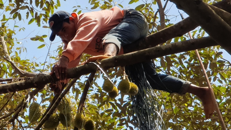 KAK VEIK BAOH DURIAN, CANG HU YAOM PABLEI