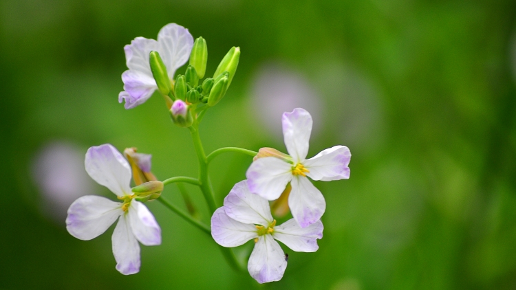 CHƯƠNG TRÌNH KHAY HENG TÀY-NÙNG (Thứ Ba- Vằn xo 9/7/2024)