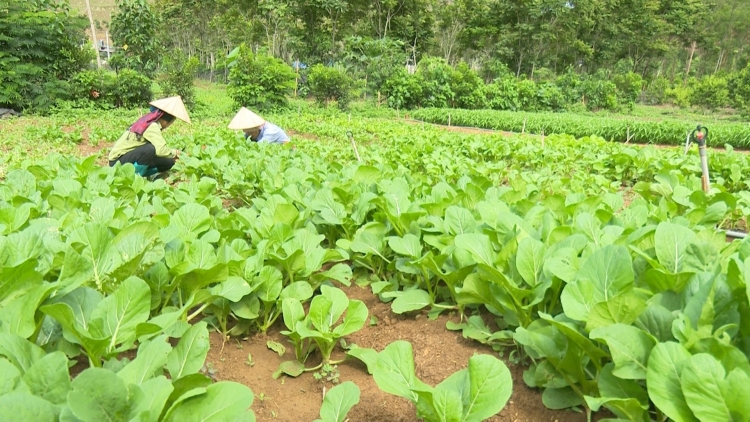 Kon pơlei choh jang sa Sơn La tĕch tơmam drăm hlot kơtang gơnơm tơgoăt jang hơdoi