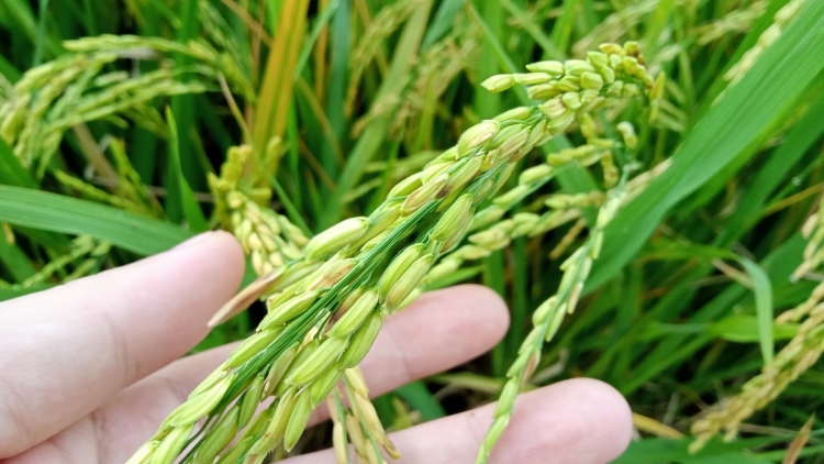 ពត៌មាន​ម៉ោង៦