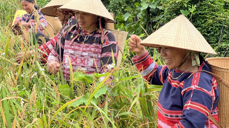 TRƯAH BHLÊH RÂU HA XA NAY  CR’NOỌ CR’NIÊNG K’TIẾC K’RUUNG
