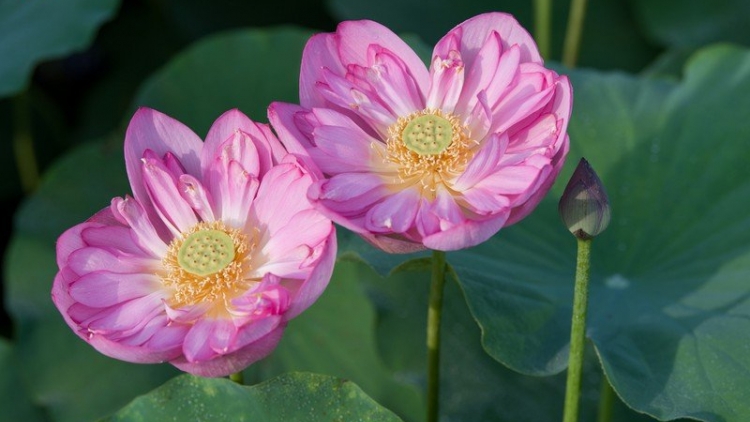 CHƯƠNG TRÌNH KHAY HENG TÀY-NÙNG  (Thứ Ba Ngày 02-7-2024)