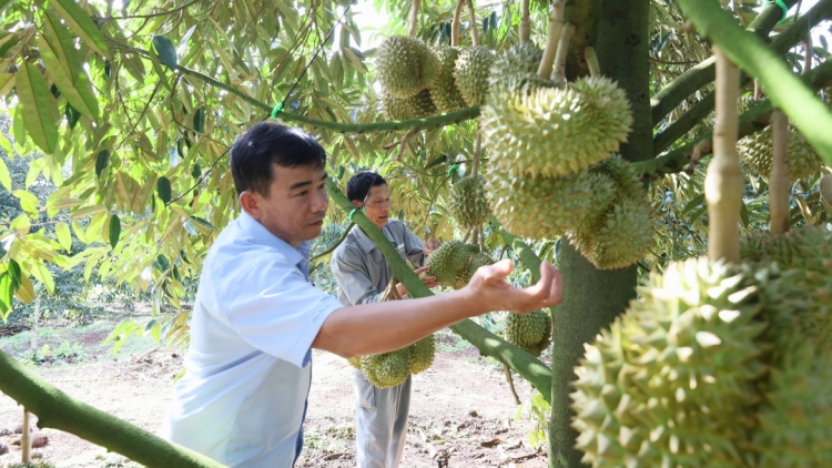 Kring vế tơniăn ăm rơnó krí plâi sầu riêng hơnăm 2024