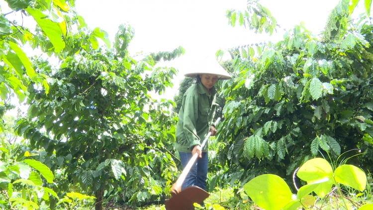 Mơngế kơtiê a Gia Lai mơ-eăm kơnôm kơxô̆ liăn mung hngêi arak liăn kum pơlê pơla