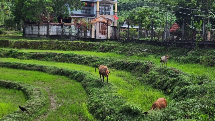Tơdroăng cheăng xiâm tơnêi têa gum hdroâng kuăn ngo a tơring Trà Bồng hluăn kơtiê