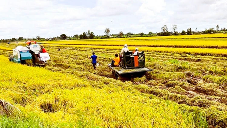 URAK INI, DI BHUM TANERAN KRAONG CUU LONG TRUN PAJAIH PADAI HÈ THU