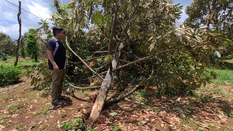 Dak Lak: Msir mghaih dŭm đang boh durian êbuh kyua angĭn đrŭng ngă 