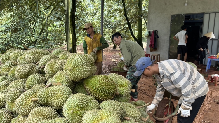 Dak Lak mkŏ mjing Klei kƀĭn trông bruă čhĭ mnia durian thŭn 2024 