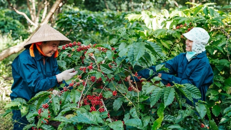 Tàm pơrlòng giă 15 bơta phan kơphê bơkah pơnrơ ngan rlau jơh Việt Nam  