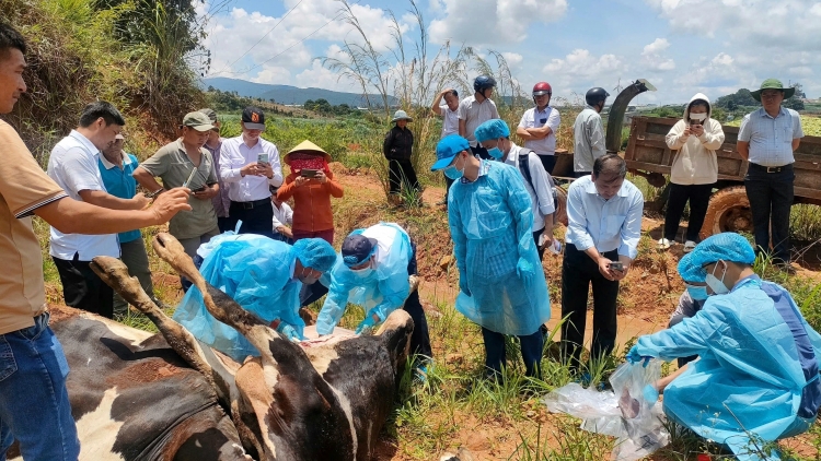 Lâm Đồng mâo hră mtrŭn gĭt gai mgaih msir klei êmô djiê lu