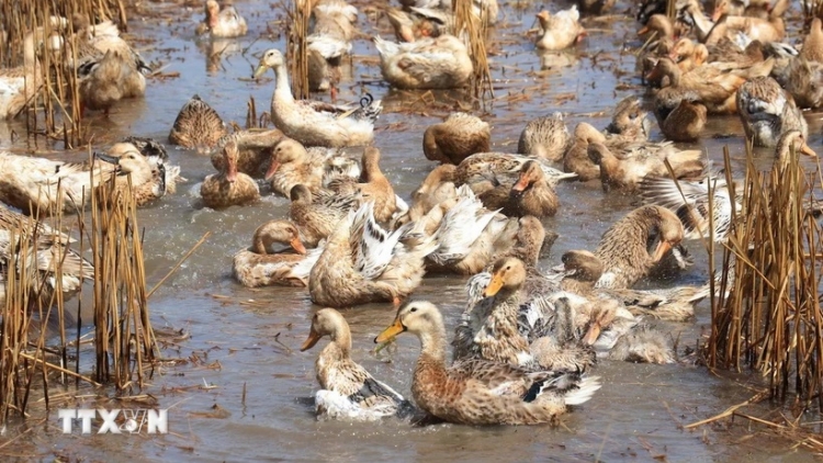 ĐỒNG THÁP: KEIN LABA GLAONG MENG RAONG ADA PALEI MEK BAOH DUAH JIEN TAME RALO