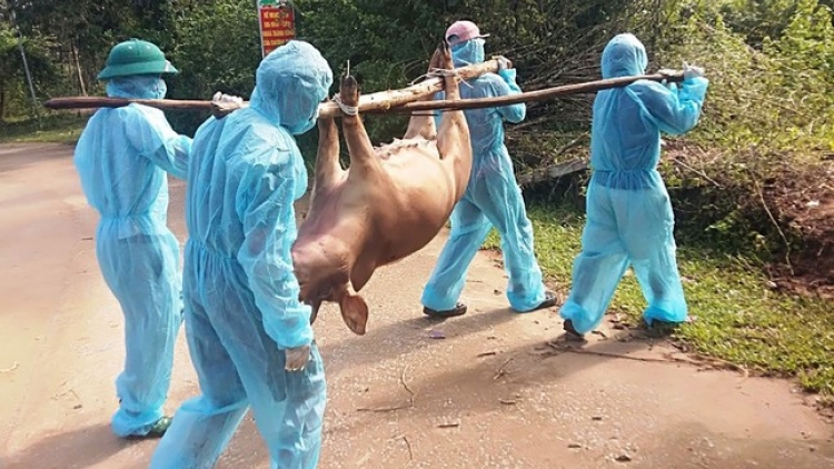 QUẢNG BÌNH: PR’LUH PA ZRUÔH A’ỌC CHÂU PHI VÊY ĐHR’NĂNG TRƠƠI BOỌ ZẬP OOY