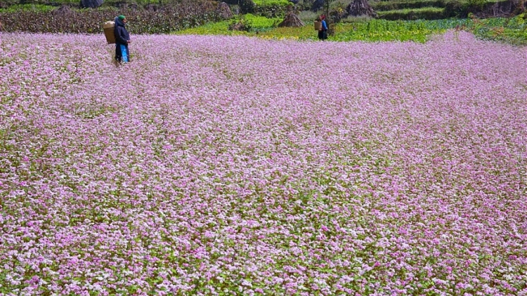 Danak dak sap Cam 18_08_2024