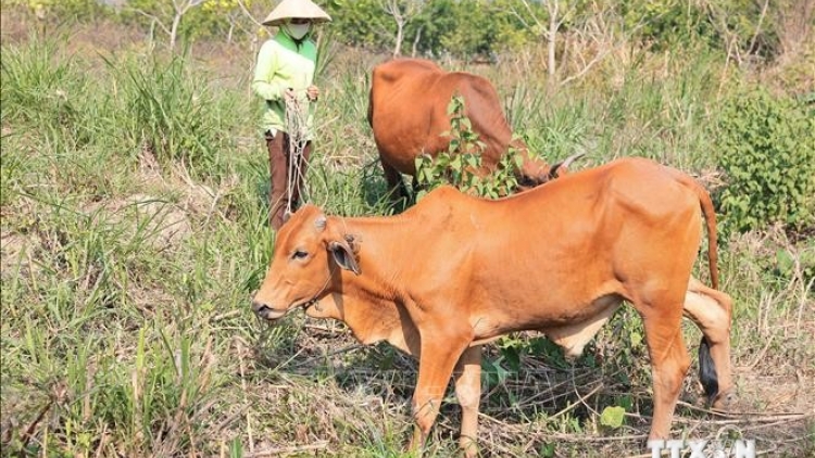 KHÁNH HÒA: PA ZAY PA XANG BHIỆC T’BIL LƠI ĐONG ZIR XRĂH ĐOỌNG HA PR’LOỌNG ĐHA RỰT 2 CHR’HOONG KHÁNH SƠN LÂNG KHÁNH VĨNH COH C’MOO 2024