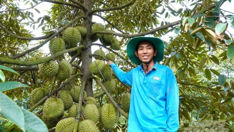 PALA DURIAN SUAN BILAN, DUAH HU JIEN TỶ YAOK THUN