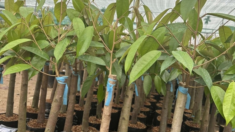 ពត៌មាន ម៉ោង ១៥