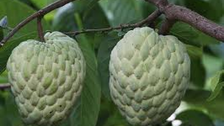 Danak dak sap Cam 22_08_2024