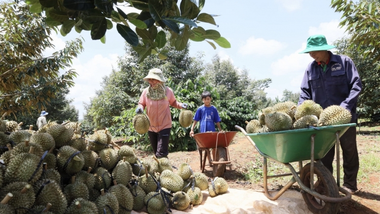 Apŭng Krông Pach (Đắk Lắk) hơmet tôm tơdrong ăn Lêh Sầu riêng ‘măng mă 2