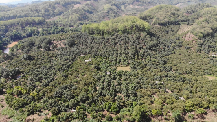 Tsaz yênhx nta suôz luk Hmôngz hnuz 21-8-2024