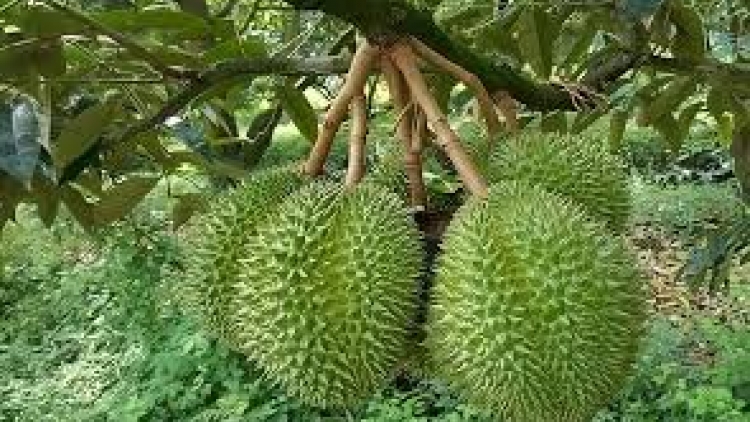 Danak dak sap Cam 12_08_2024