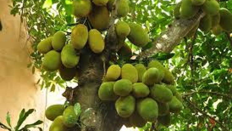 Danak dak sap Cam 14_08_2024