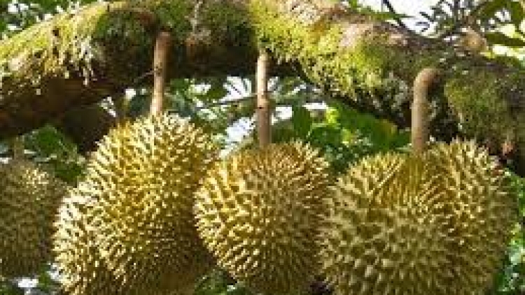 Danak dak sap Cam 23_08_2024