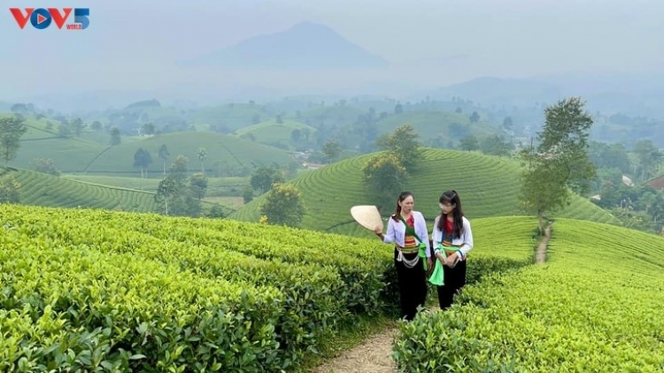 CHỒM FUÔNG PÙ CHÈ LONG CỐC- TỈ LỈN LIỂU KHEO ĐÂY