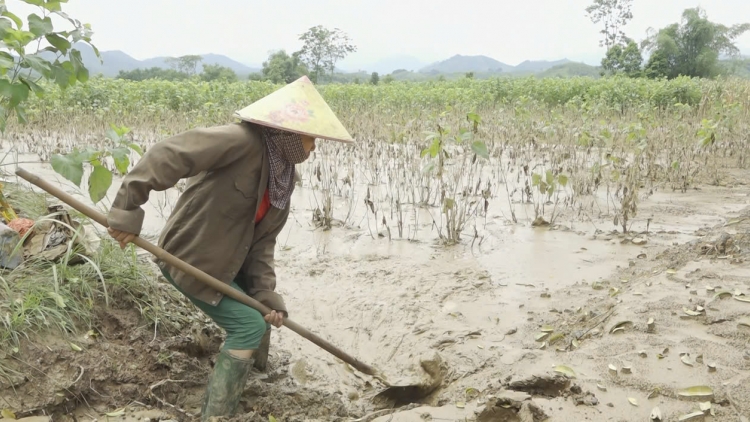 Yên Bái cứu vùng dâu tằm lớn nhất miền Bắc sau mưa lũ