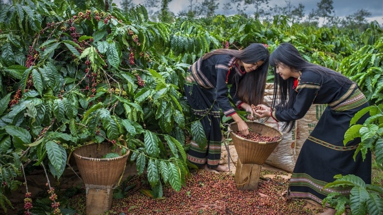 Thúc đẩy hệ sinh thái khởi nghiệp đổi mới sáng tạo tỉnh Đắk Lắk