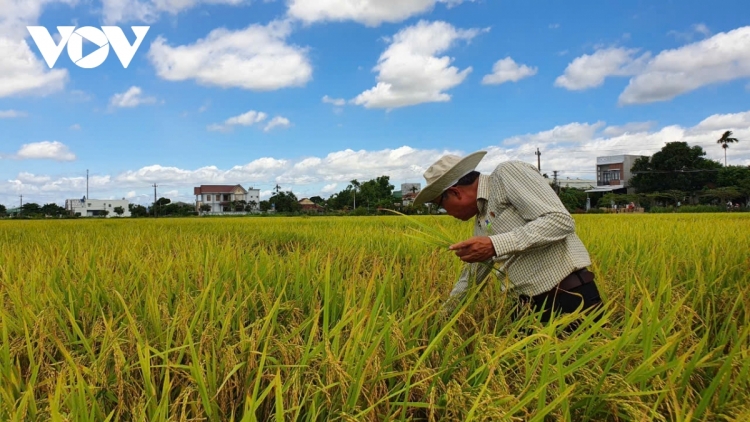 LONG AN RAMIK VEIK BRUK PALA DRAK, PAMAONG TAL PALA PADAI CHAT LUONG GLAONG