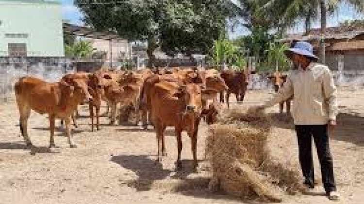 Danak dak sap Cam 20_09_2024